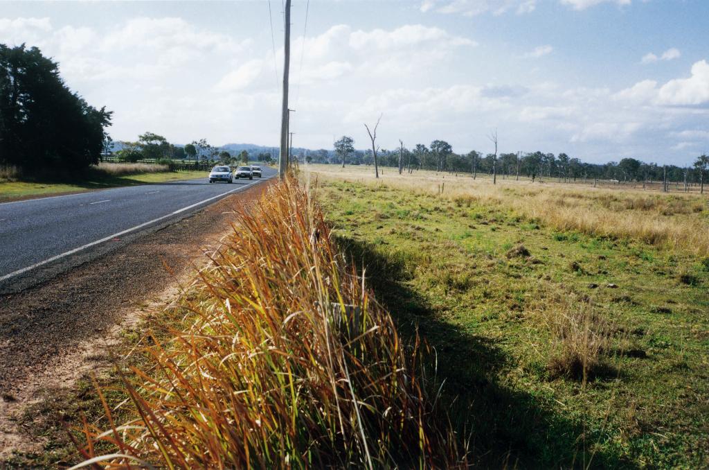 The weed is often first seen along roadsides and around stockyards.