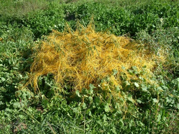 Golden dodder growing in a cropping situation.
