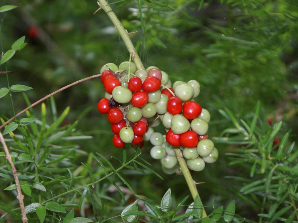 Ground asparagus has small round berries that ripen to bright red.
