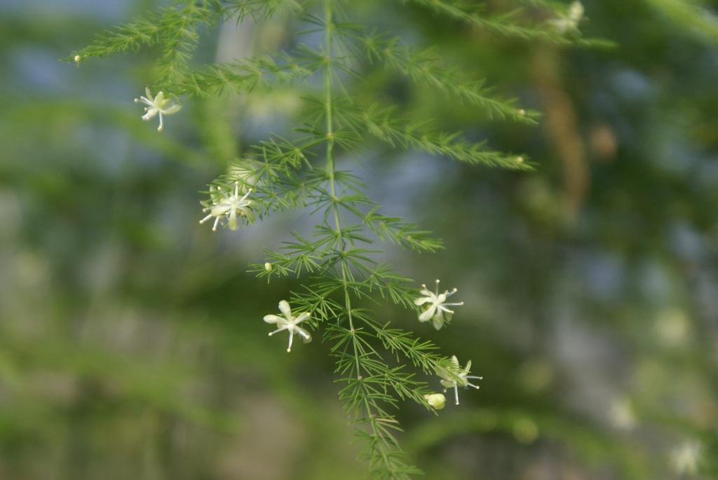 Climbing asparagus flowers and branchlet