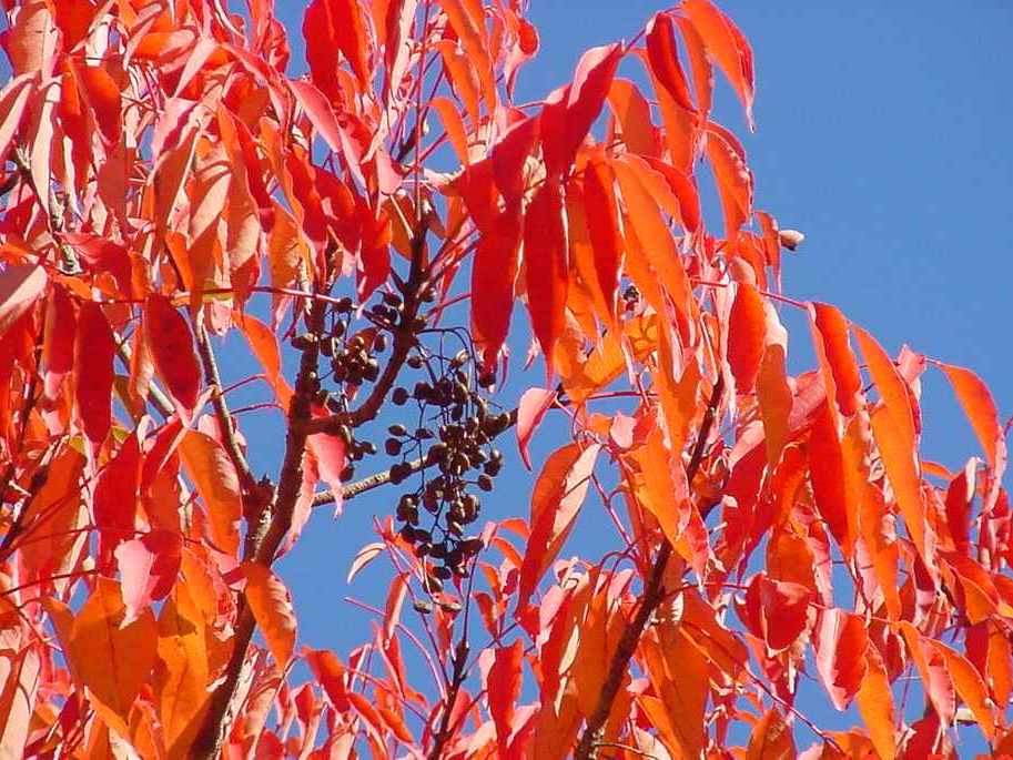 Rhus tree leaves are red and the fruit are present in clusters during autumn.
