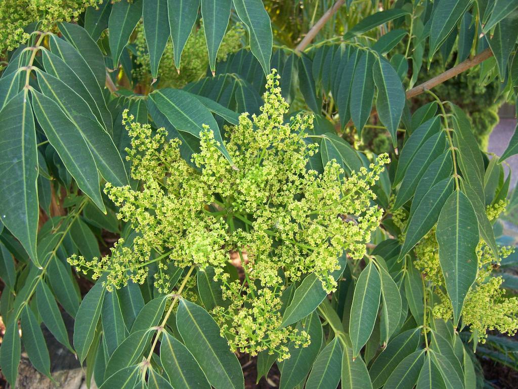Rhus tree flowers are creamy-white or yellow or greenish and present in spring and early summer.