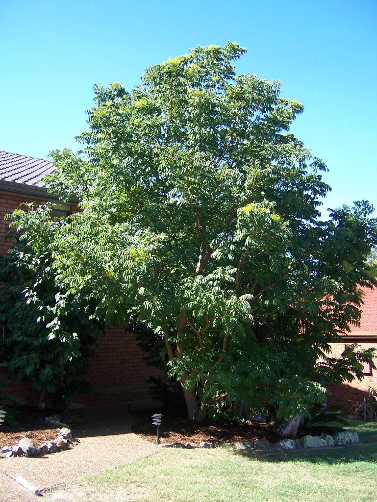 Rhus tree leaves are green in spring and summer.