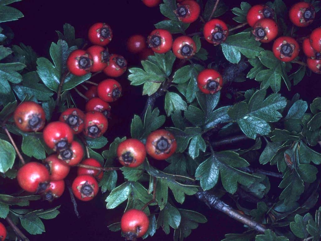 Hawthorn has dark red fruit about 1 cm in diameter.