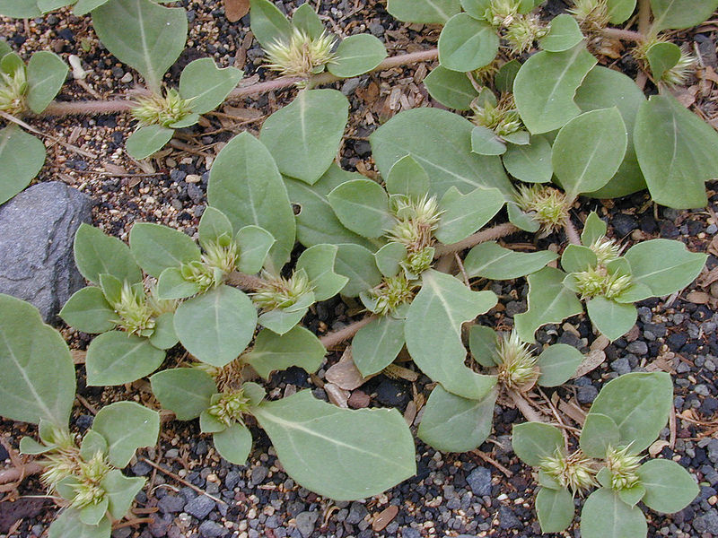 Khaki weed has reddish, hairy stems and broad, oval shaped leaves.