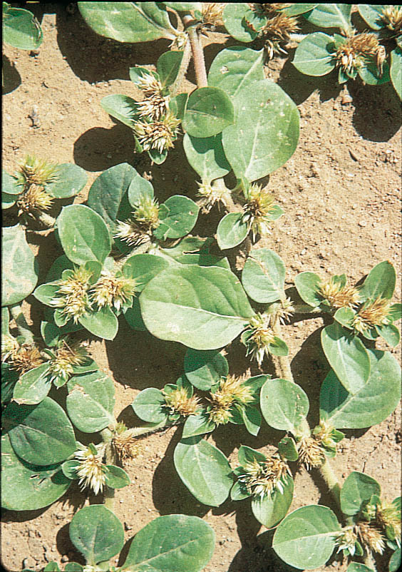 Khaki weed, Altheranthera pungens, leaves and burrs
