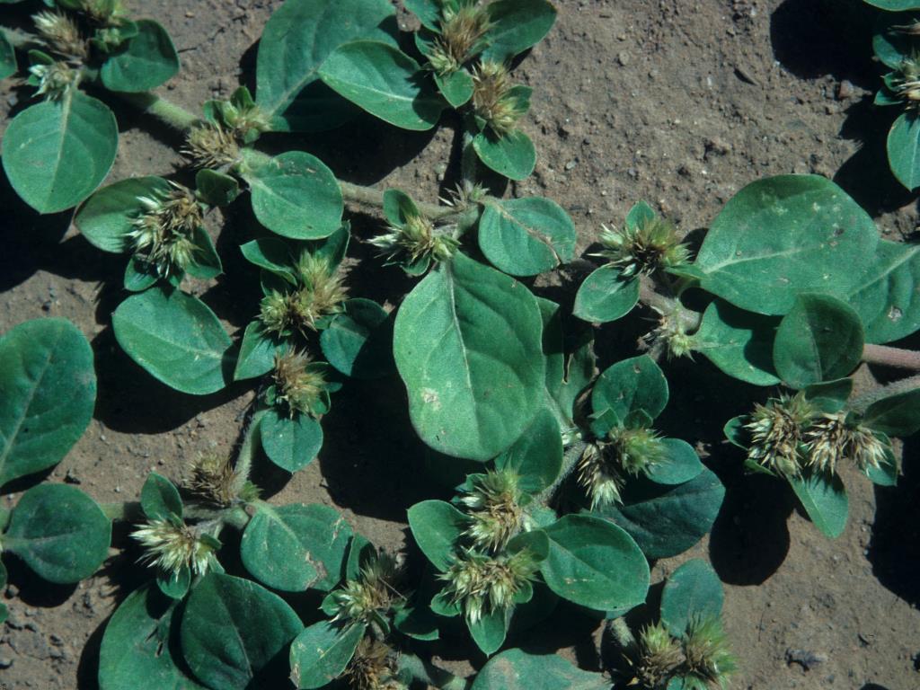 Khaki weed is a low-growing plant with sharply pointed flowers.
