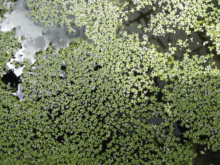 Duck weed can form floating mats that cover the surface of the water.
