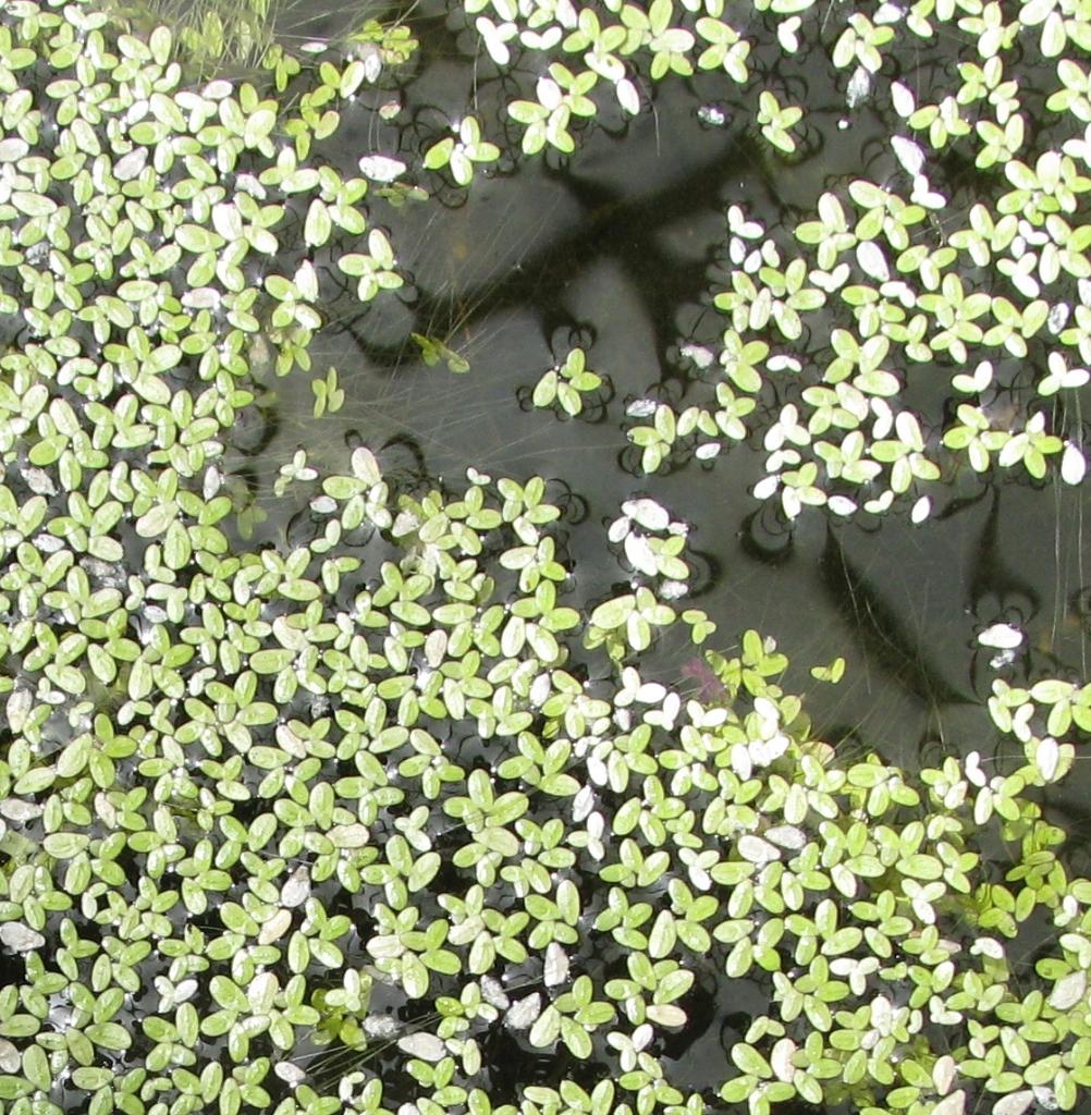 Duckweed is a small floating fern.
