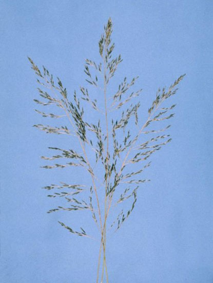 African lovegrass seeds grow towards the end of the stems