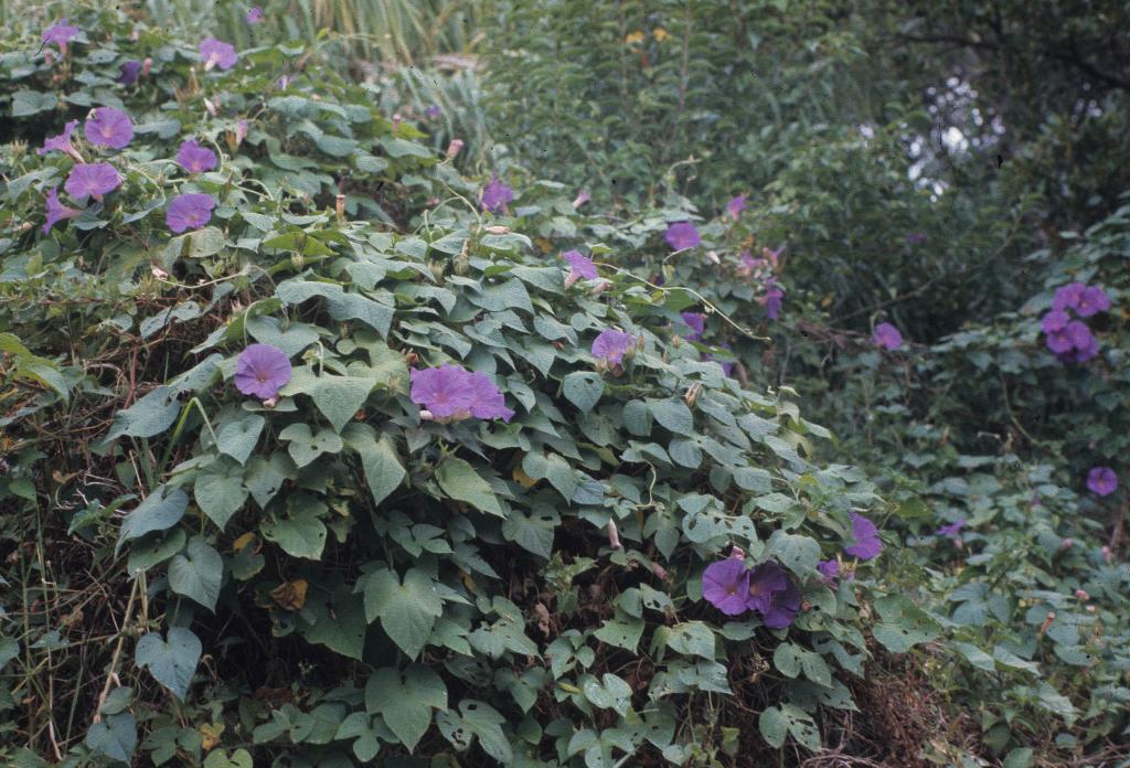 Purple morning glory forms dense cover over the ground and climbs over other plants.