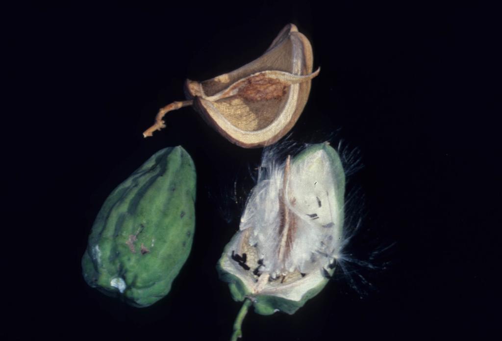 Moth vine fruit has soft, ribbed green skin when young and hard, brown skin when mature. Seeds have silky white hairs.
