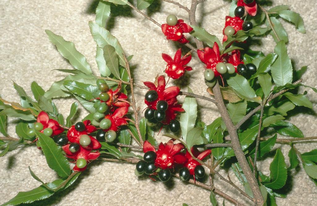 Ochna has rings of berries surrounded by fleshy red sepals.