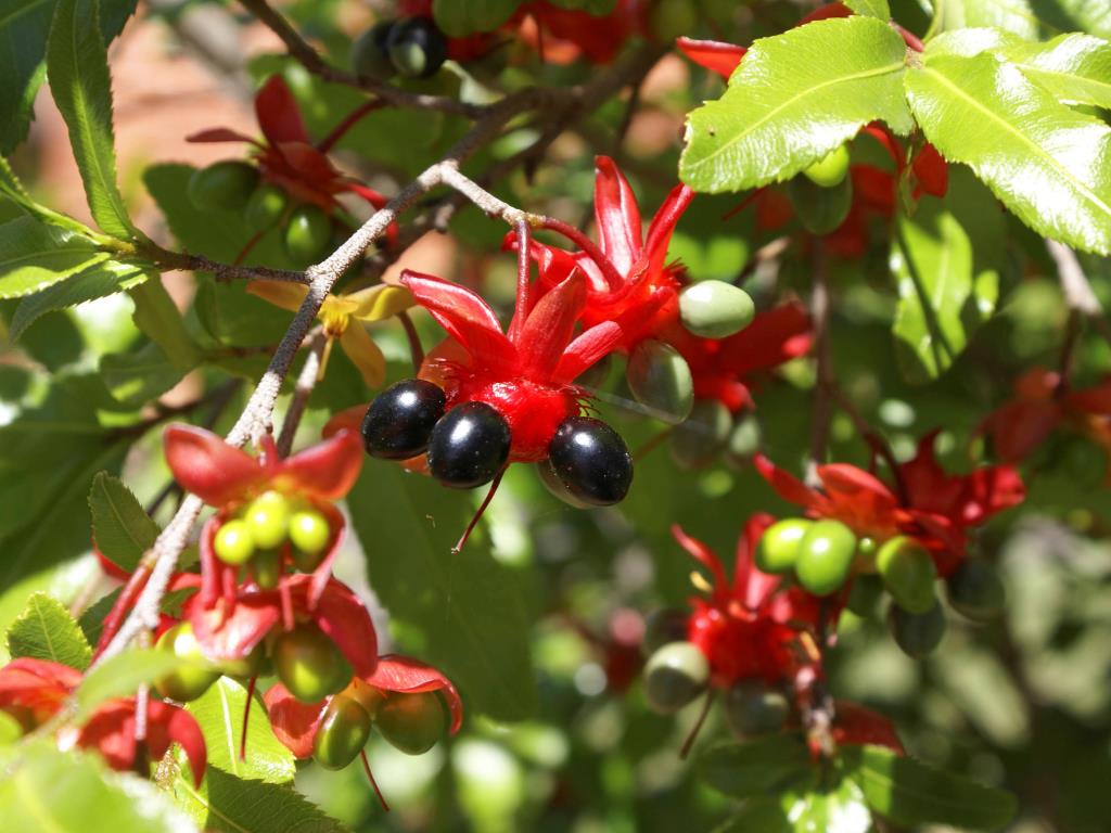 The berries ripen from green to shiny black.