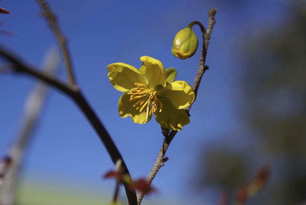 Ochna flowers have yellow petals.