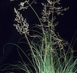 African lovegrass seed heads and long, narrow green leaves