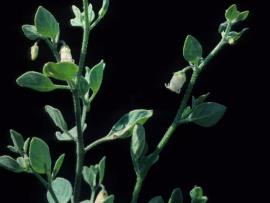 Pampas lily of the valley has hairy stems and leaves.