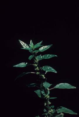 Pellitory of the wall, Parietaria judaica