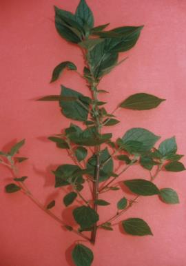 Pellitory asthma weed (Parietaria judaica)