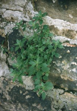 Pellitory asthma weed (Parietaria judaica)