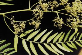 Schinus molle var. areira has tiny white flowers that grow in clusters.