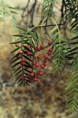 Peppercorn (Schinus molle var. areira ) has small, shiny, red fruit.