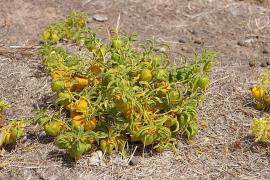 Physalis viscosa, Prairie ground cherry
