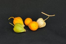 Physalis viscosa, Prairie ground cherry