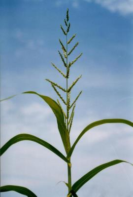 Aleman grass seed heads have many branches.