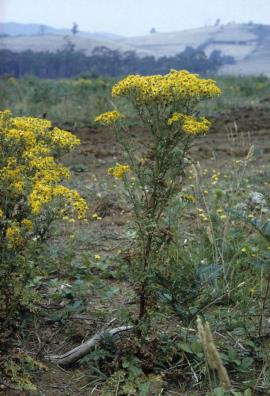 Ragwort, Senecio jacobaea