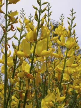 Spartium junceum - Spanish or weavers broom