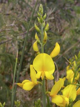 Spartium junceum - Spanish or weavers broom