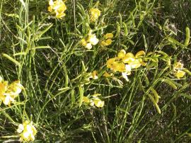 Spartium junceum - Spanish or weavers broom