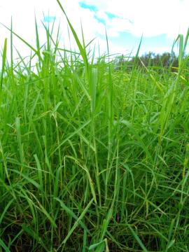Aleman grass has leaves up to 60 cm long.