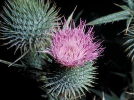 Spear thistle flowers, Circium vulgare