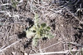 Scolymus maculatus, Spotted golden thistle