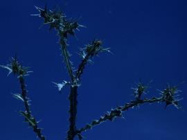 Scolymus maculatus, Spotted golden thistle