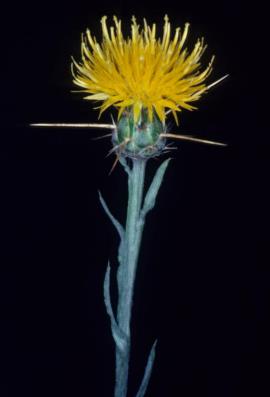 St Barnaby's thistle, Centaurea solstitialis