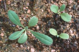 St Barnaby's thistle, Centaurea solstitialis