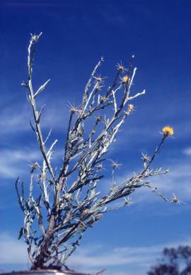 St Barnaby's thistle, Centaurea solstitialis
