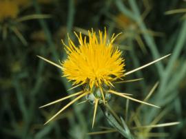 St Barnaby's thistle, Centaurea solstitialis