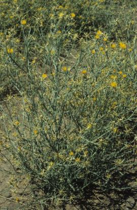 St Barnaby's thistle, Centaurea solstitialis