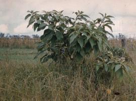 Wild tobacco tree, Solanum mauritianum