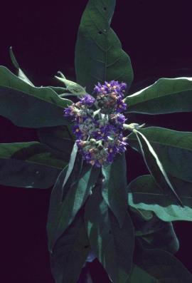 Wild tobacco tree, Solanum mauritianum