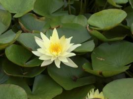 Yellow waterlily flowers are up to 12 cm in diameter.