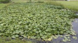 Yellow waterlilies can form dense infestations and smother the surface of the water.