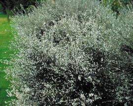 White Spanish broom is a large shrub which has striped green stems and green-grey foliage. 
