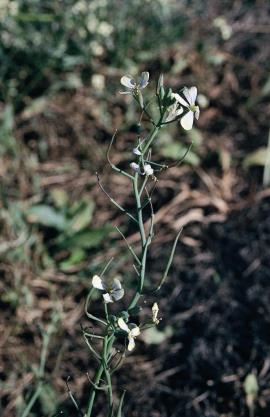 Wild radish