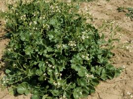 Wild radish