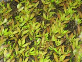 East Indian hygrophila plants can form dense mats.